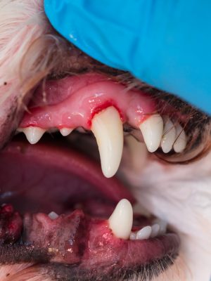 close-up photo of a dog mouth with periodontitis